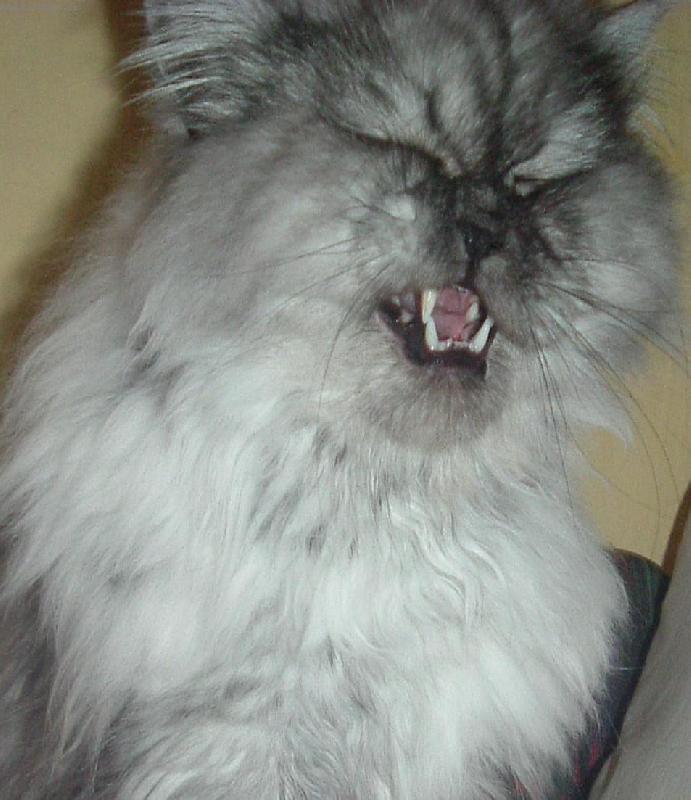 Foto: Náš mazlíček Denýšek-Řekli mi "úsměv" tak jsem poslechl :-D