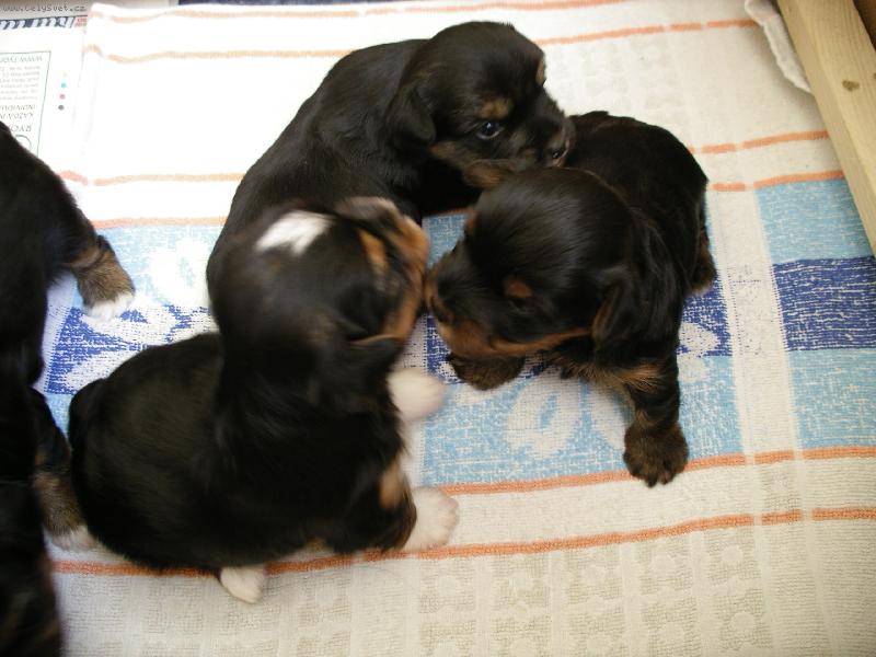 Foto: !Zlíčka!-Tak ty se nám narodily v polovině dubna jsou prostě úasný nemyslíte?...tak jim polete hlasy!