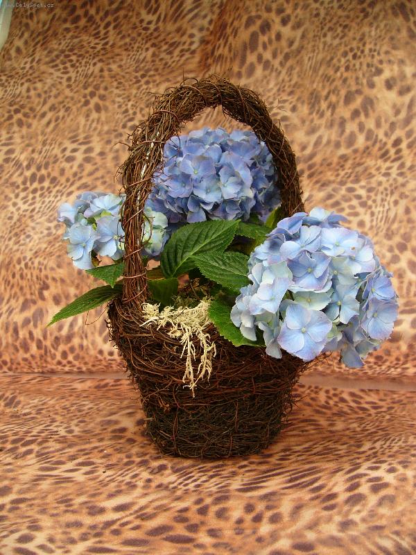 Foto: Hortenzie v košíčku