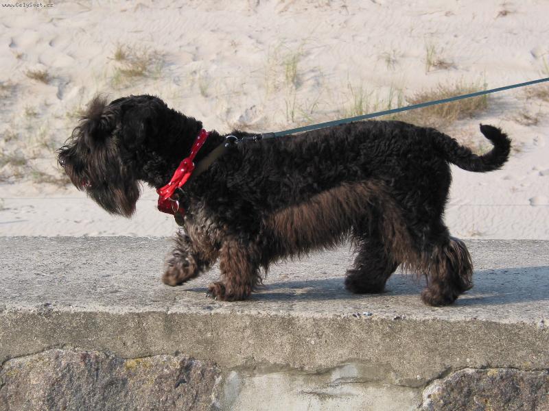 Foto: Čenda světošlápek-na výletě