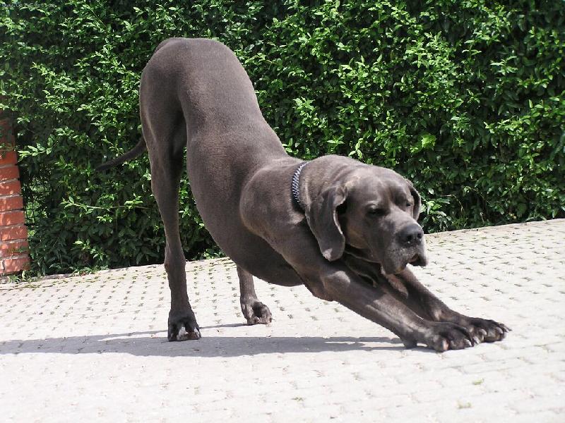 Foto: Hlídání domu je někdy nuda