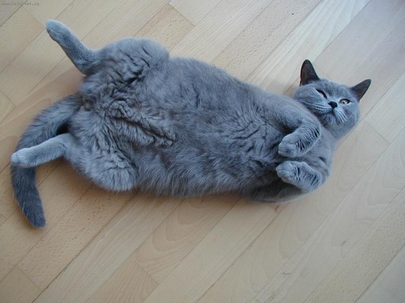 Foto: Šťastná budoucí máma