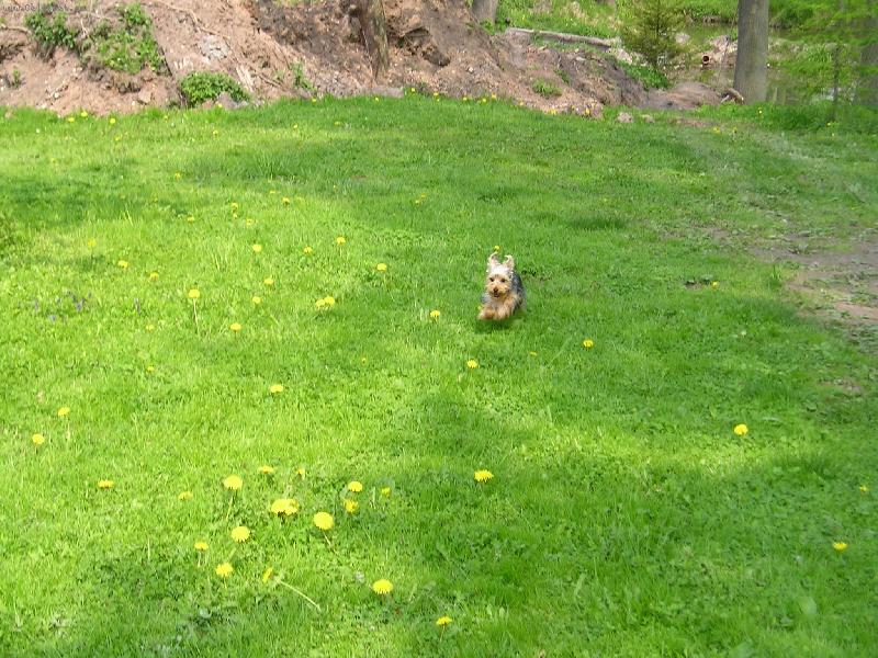 Foto: uz zase skacu pres pampelisky