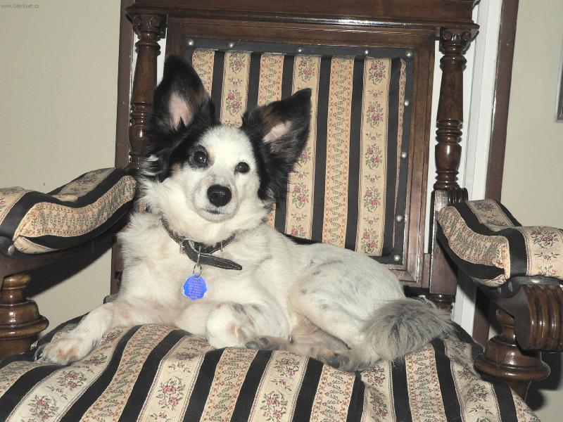 Foto: NÁŠ BENÍČEK NA TRŮNU-TAKHLE NÁŠ PES ODPOČÍVÁ