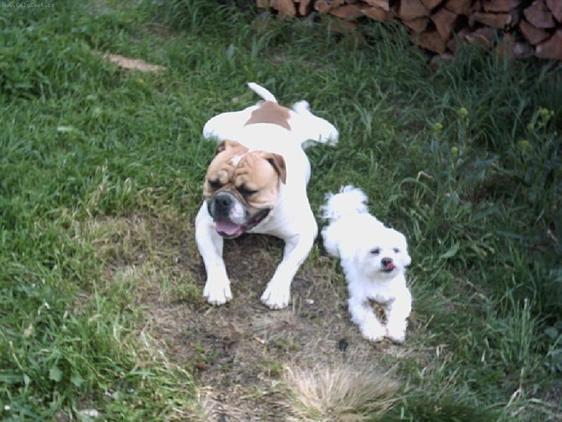 Foto: David a Goliáš-nerozluční kmarádi