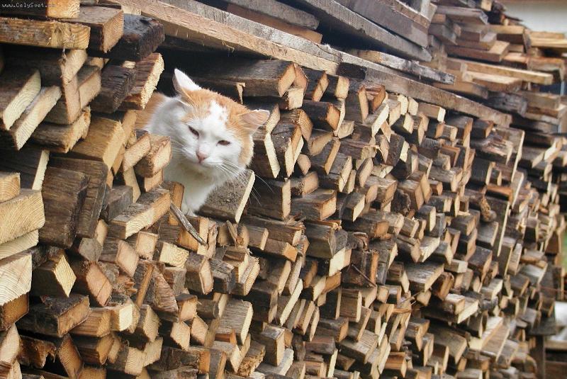 Foto: Zrzunda-Tomu se říká vymakaný pelíšek ;-)