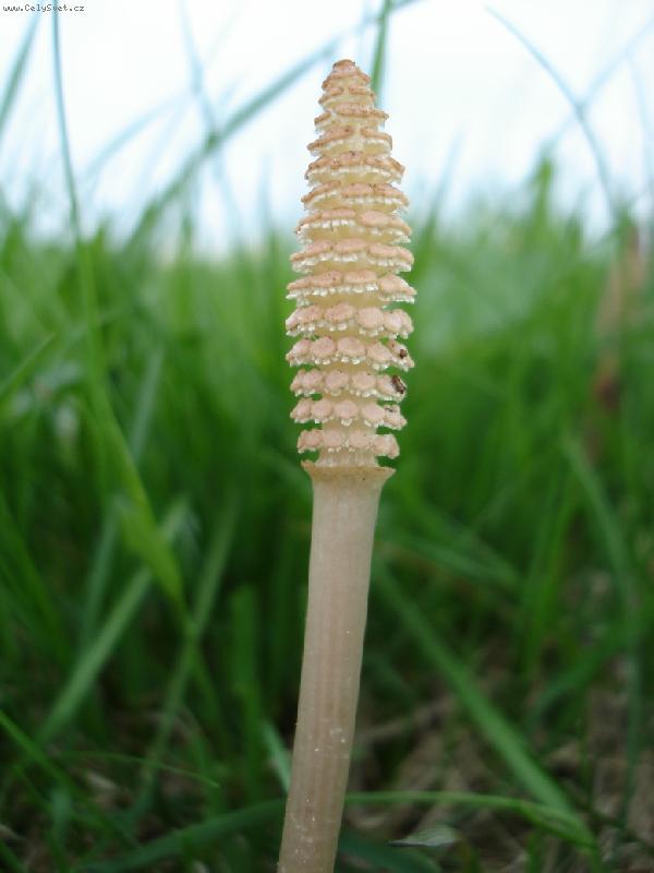 Foto: Equisetum arvense-jarní lodyha