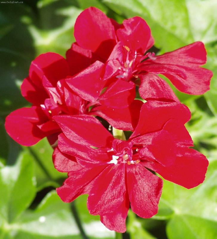 Foto: Rudá krása-.. no není to nádhera?