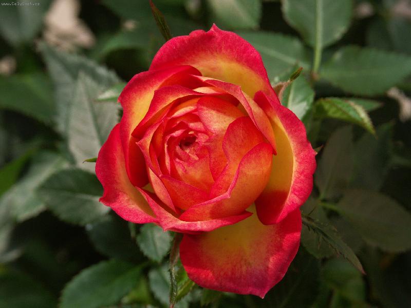 Foto: jen přivonět...