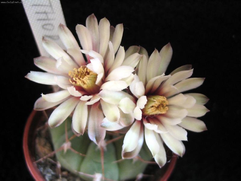 Foto: Gymnocalycium vatteri var. thoralitas-Kaktus z mé sbírky