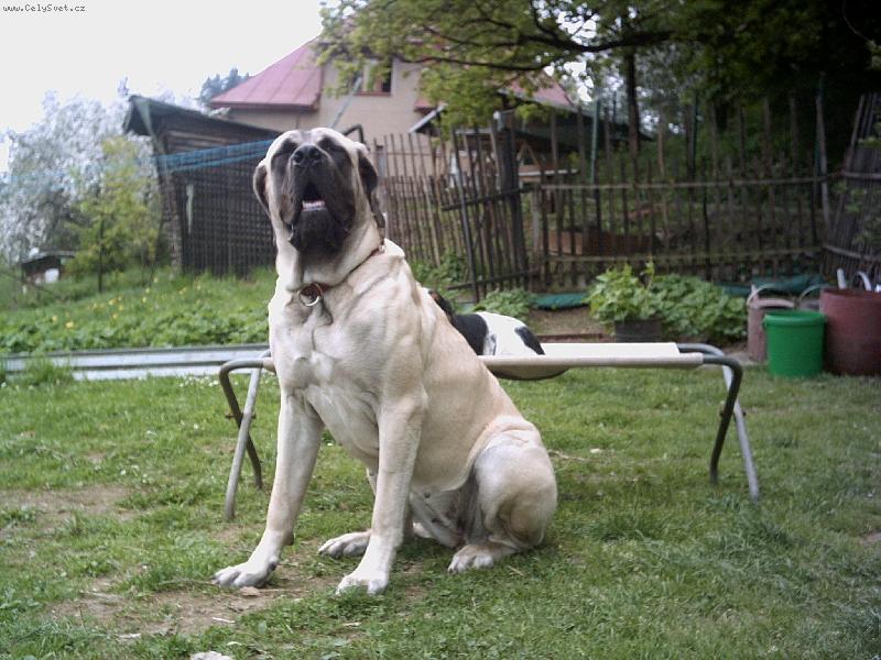 Foto: Fífa-Fífo úškleb