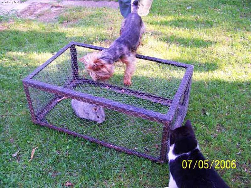 Foto: mám tě rád-kocour Tom, yorkšír Jerry a nový obyvatel králík Máňa