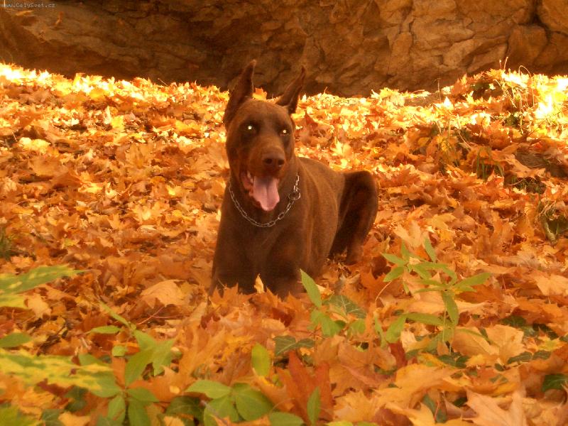 Foto: Můj věrný přítel Leon-Anděl s ďáblem v těle