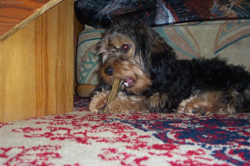 Foto: Jesinka-Pořád něco kouše,potvůrka.Je to pudlík s jezevčíkem.