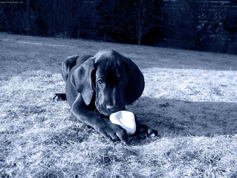 Foto: Já nic, já muzikant ...