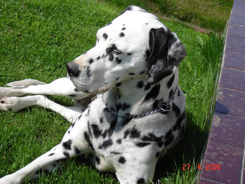 Foto: Naše Belinka-Belinka odpočívá