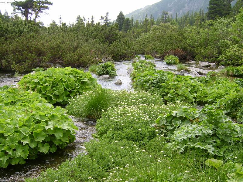 Foto: Další foto ze slovenska-Zhluk rostlinstva a zeleně