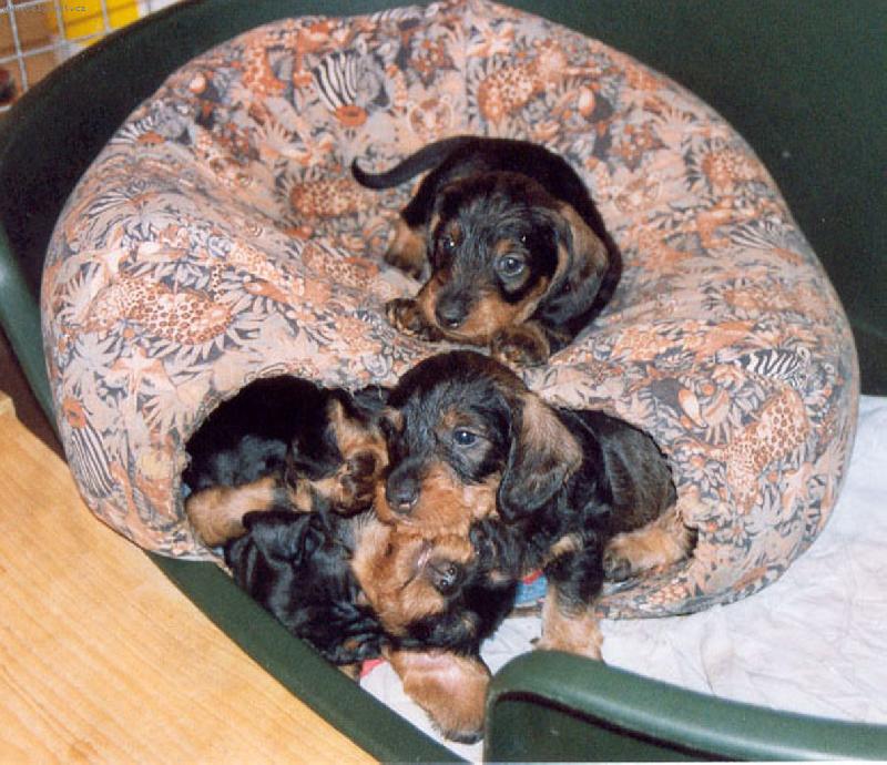 Foto: Štěňátka-Štěňátka