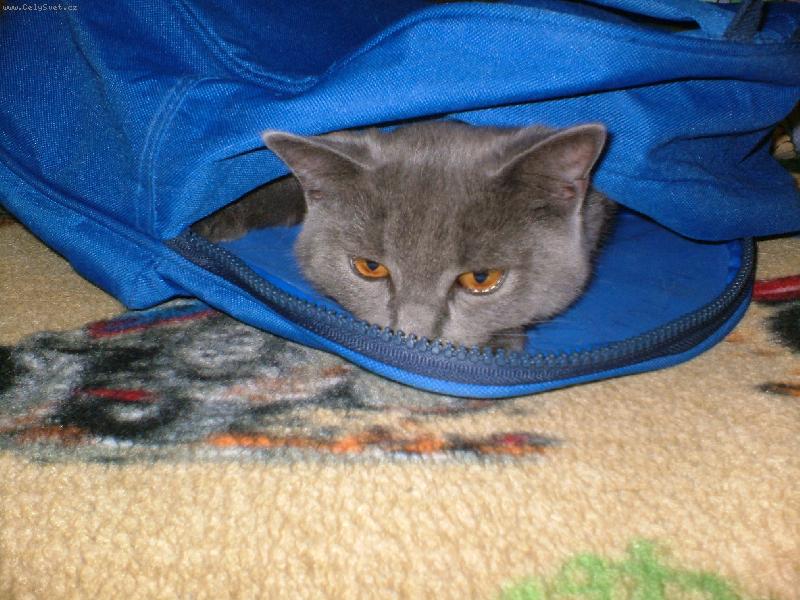 Foto: kuk-kuk na svět