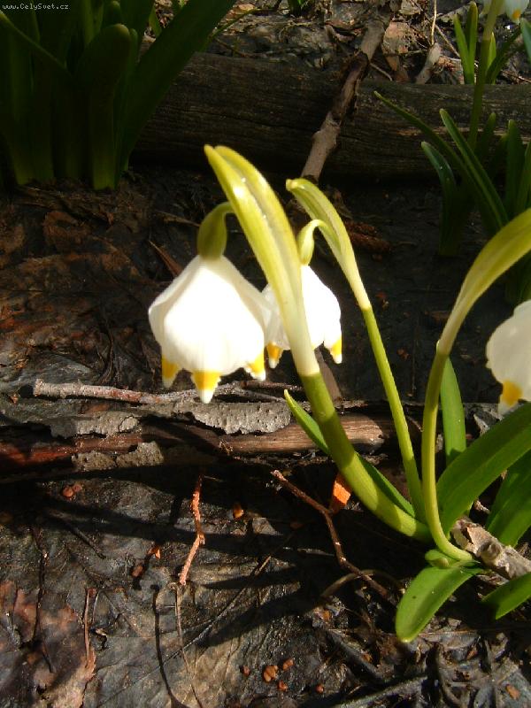 Foto: Bledule z Krkono-bledulka