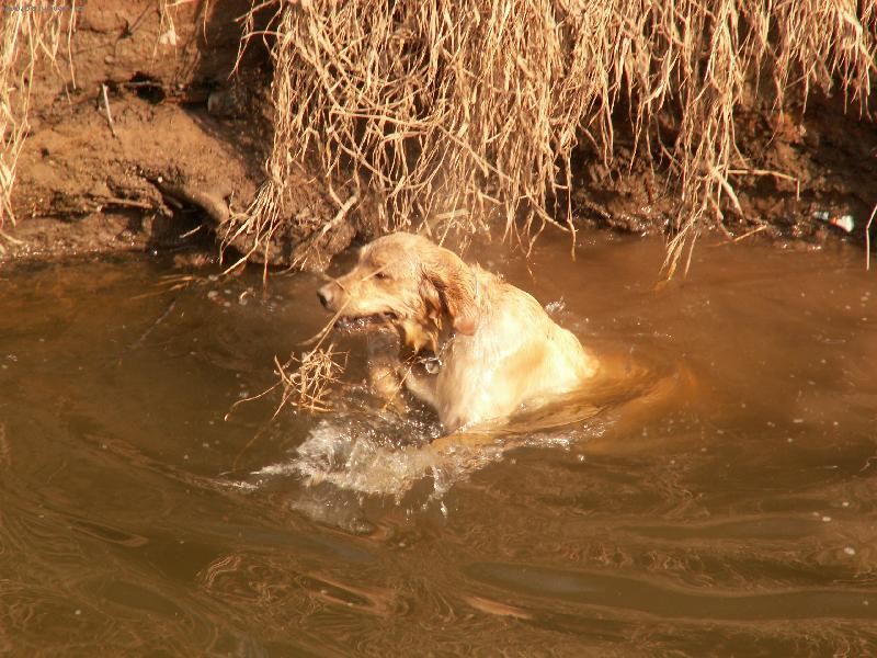 Foto: Candie z Olšového mlází-bahňák