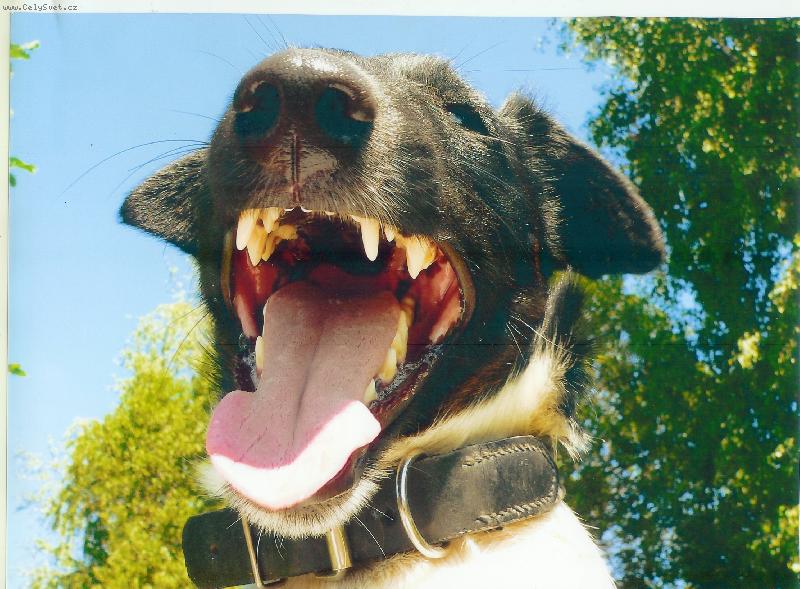 Foto: Ahoj, já se směju!-fox Caro