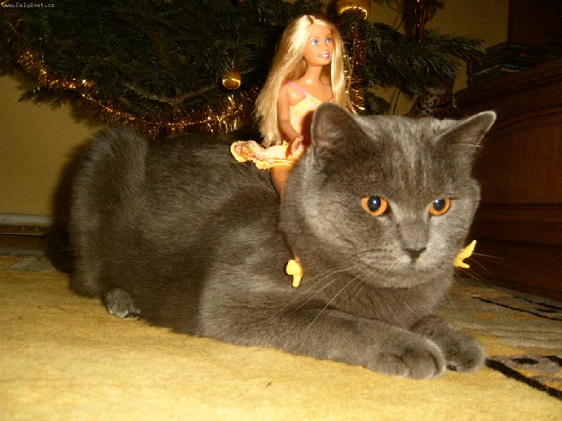 Foto: Osedlaný Dale-panenka na kočce na vánoce