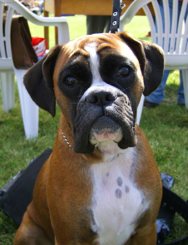 Foto: interdog bohemia M.B.-krasavec