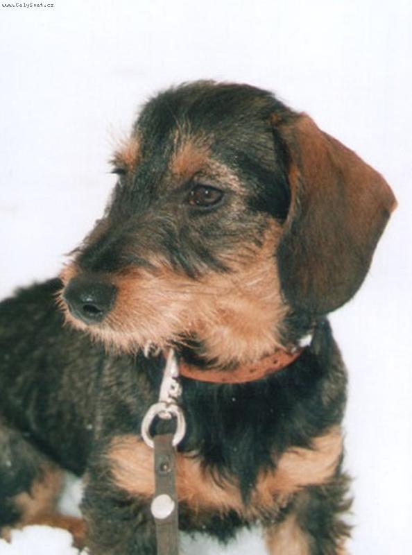 Foto: Jezevčík-Jezevčík a zima