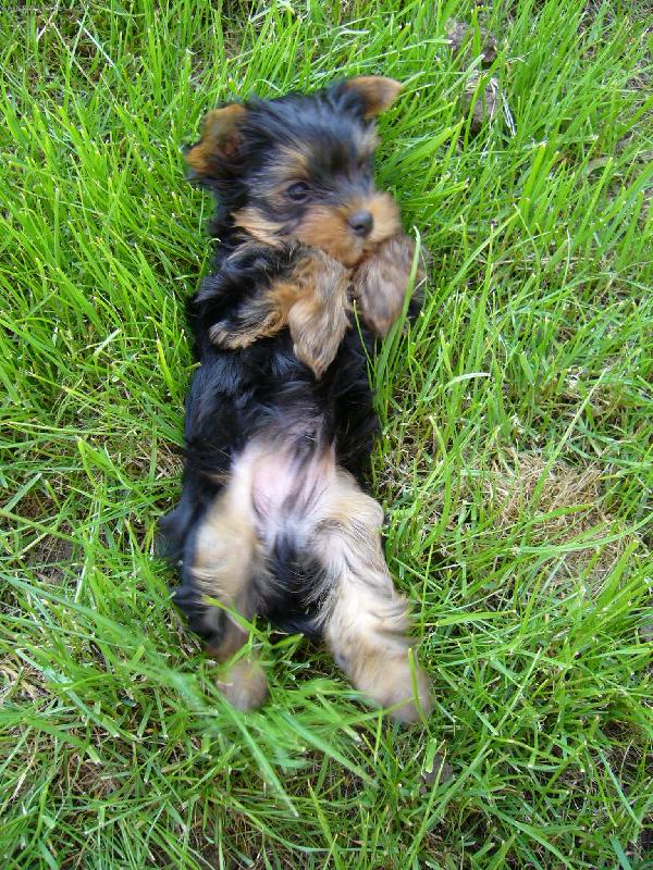 Foto: Moje 8 tydenni stenatko jorksirka,ktery se jmenuje Alficek-V te travicce se to ale krasne vali