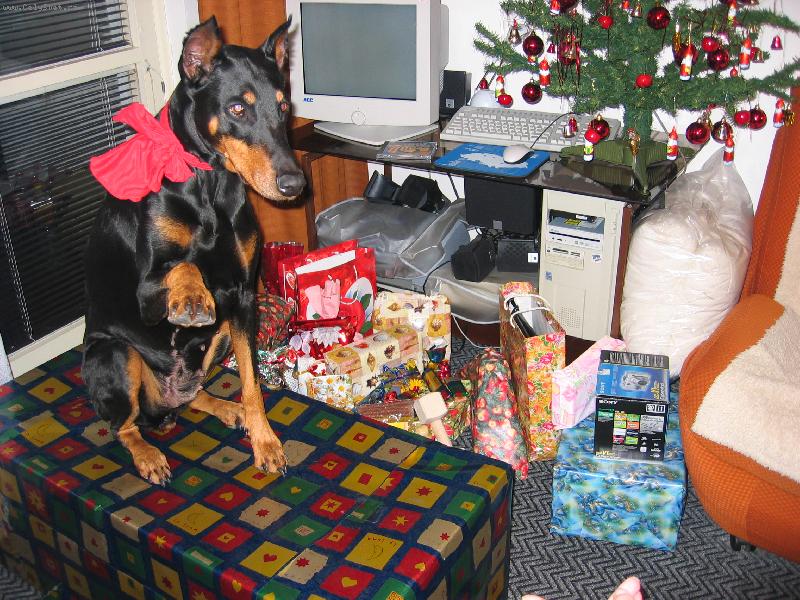 Foto: tori a Vánoce-tak tenhle je můj