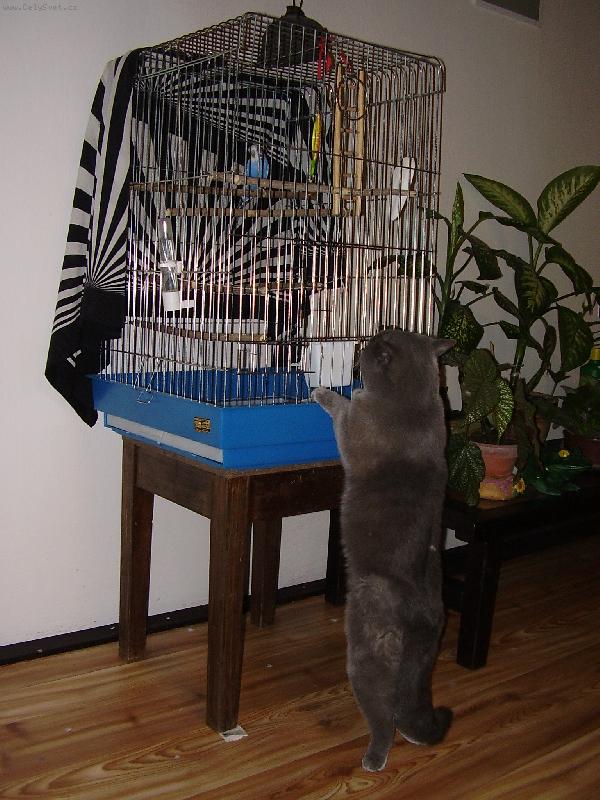 Foto: útok na papouška