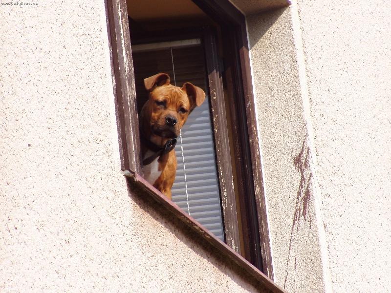 Foto: Hlídač domácí-Hlídá