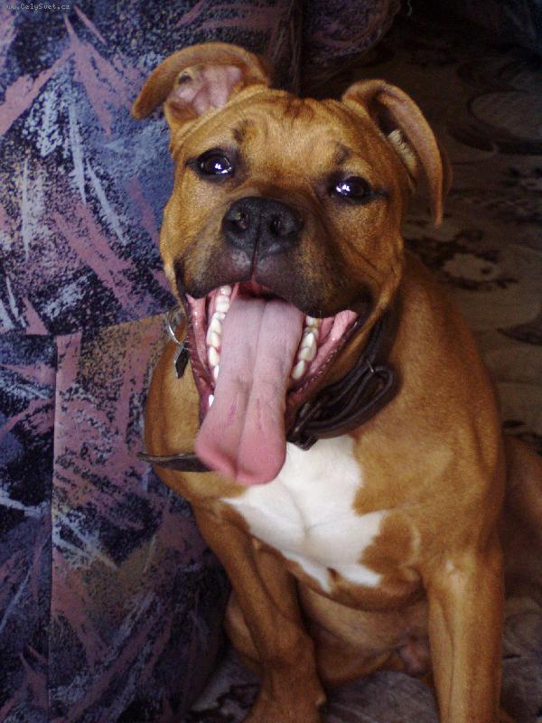 Foto: Úsměv, prosím!-Rocky