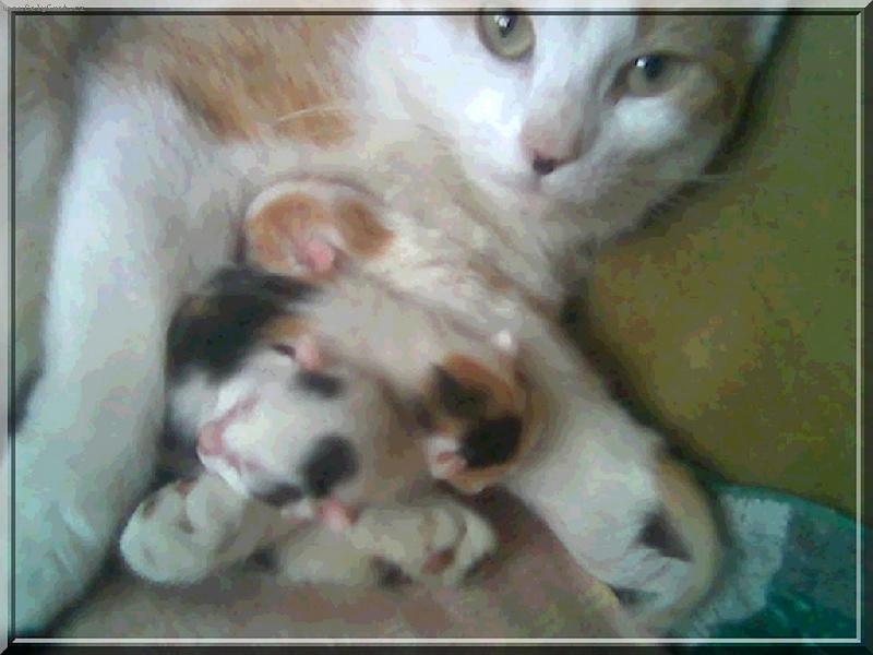 Foto: mamka s koátky,18. 05. 06 narozené-jsme tři