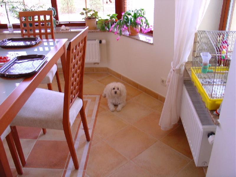 Foto: Ležím a koukám...-Náš pejsek je maličký, má kraťoučký pacičky a náš celý, celičký..