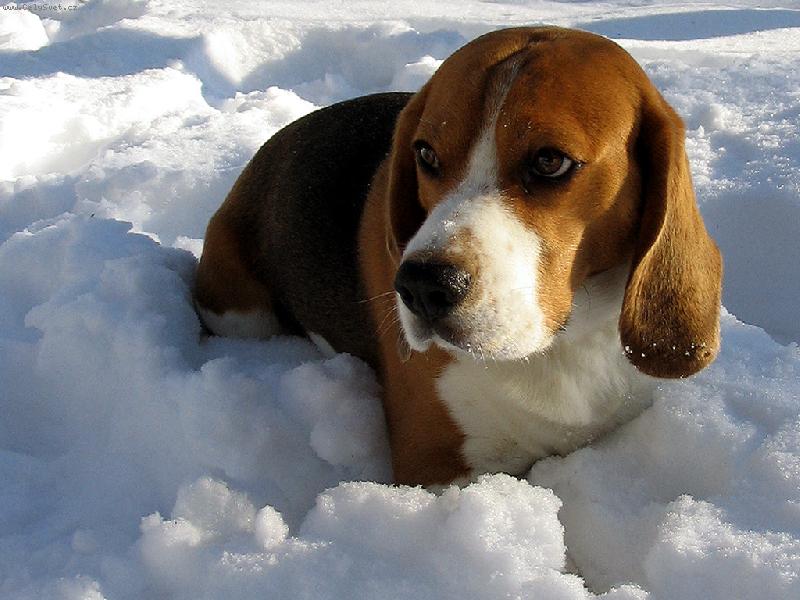 Foto: Pózování ve sněhu