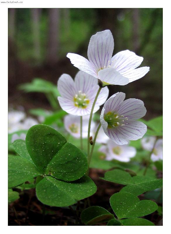 Foto: Od Bílého potoka...