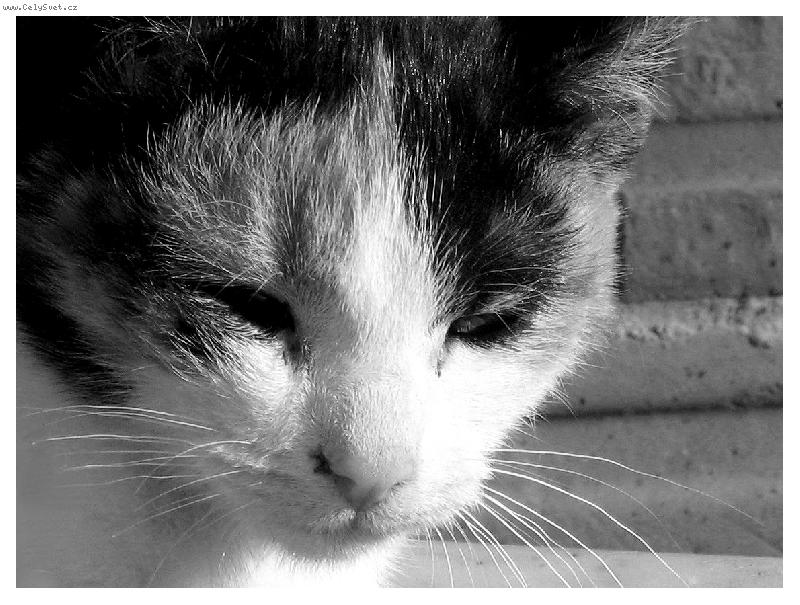 Foto: Zamyšlení...