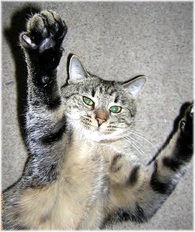 Foto: mindík mává-mindík vás všecky zdraví