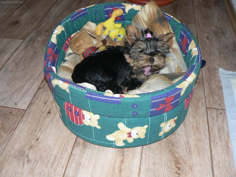 Foto: to se nám chce spinkaaaat....