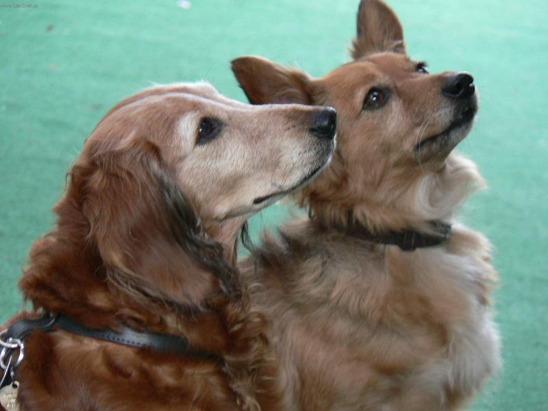 Foto: Lucie a Liška