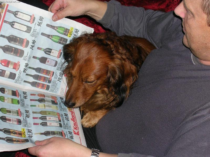 Foto: Dnes mám chuť na bílé-Timeček prohlíží letáky vždy jen s páníčkem