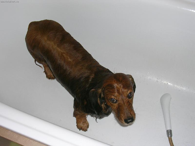 Foto: Nemám rád koupání