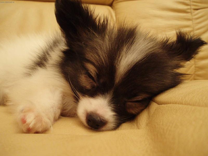 Foto: Spinkám - nerušit-Papilon