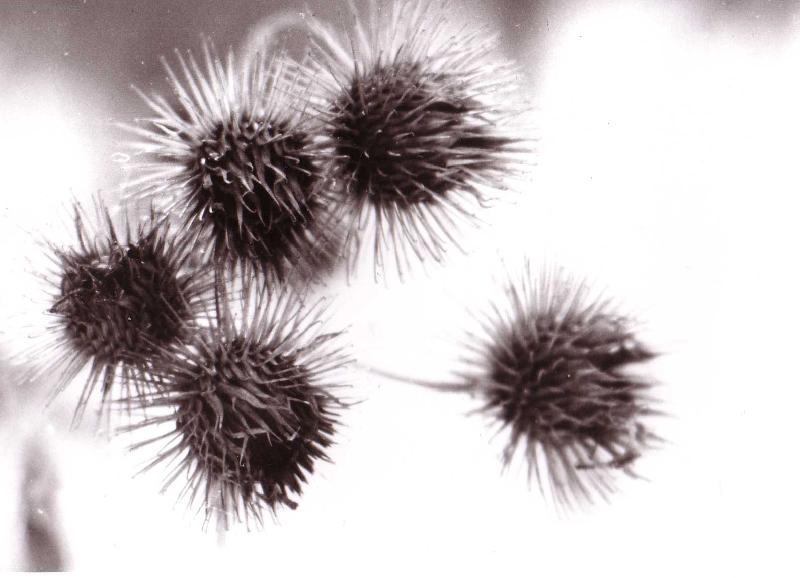 Foto: Bodlák-..i černobílá kytka vynikne svou jedinečností..