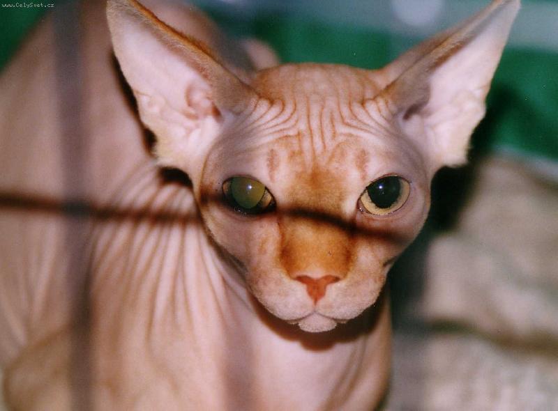 Foto: Má vysněná..-..a doufám,že budoucí kočka..