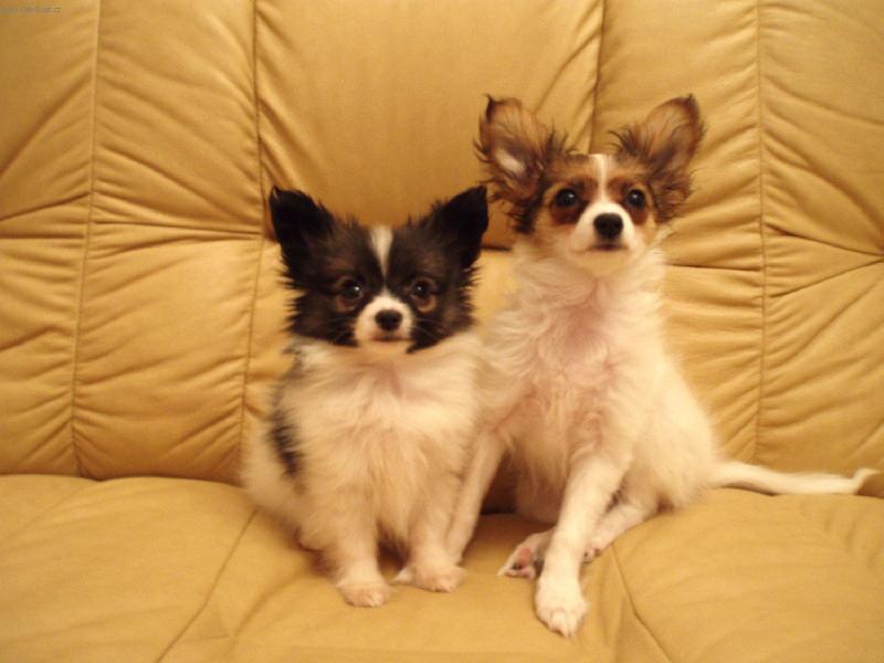 Foto: To je naše pohovčička ! Reserve !!!-Papilon