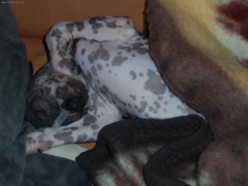 Foto: Acronek při odpočinku