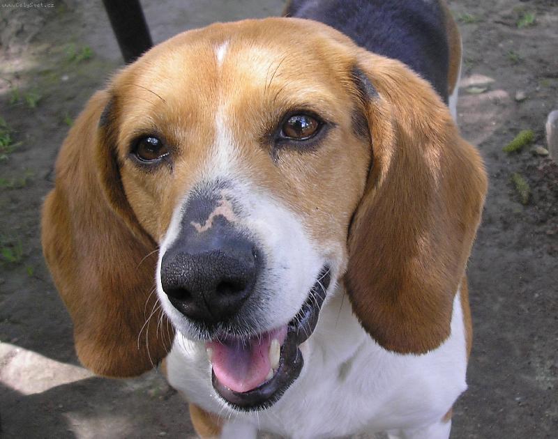 Foto: Že jsem krásná?-To je moje roztomilá fenka.